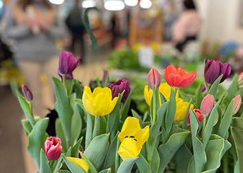 A group of potted tulips stands in the foreground of an image of people attending Earthfest in the Student Union.